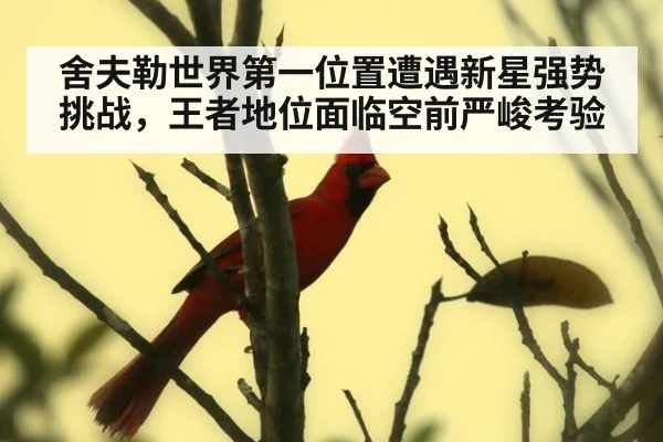 舍夫勒世界第一位置遭遇新星强势挑战，王者地位面临空前严峻考验